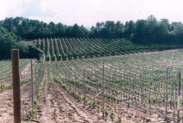 Agriturismo Campo Del Monte Campogialli 외부 사진