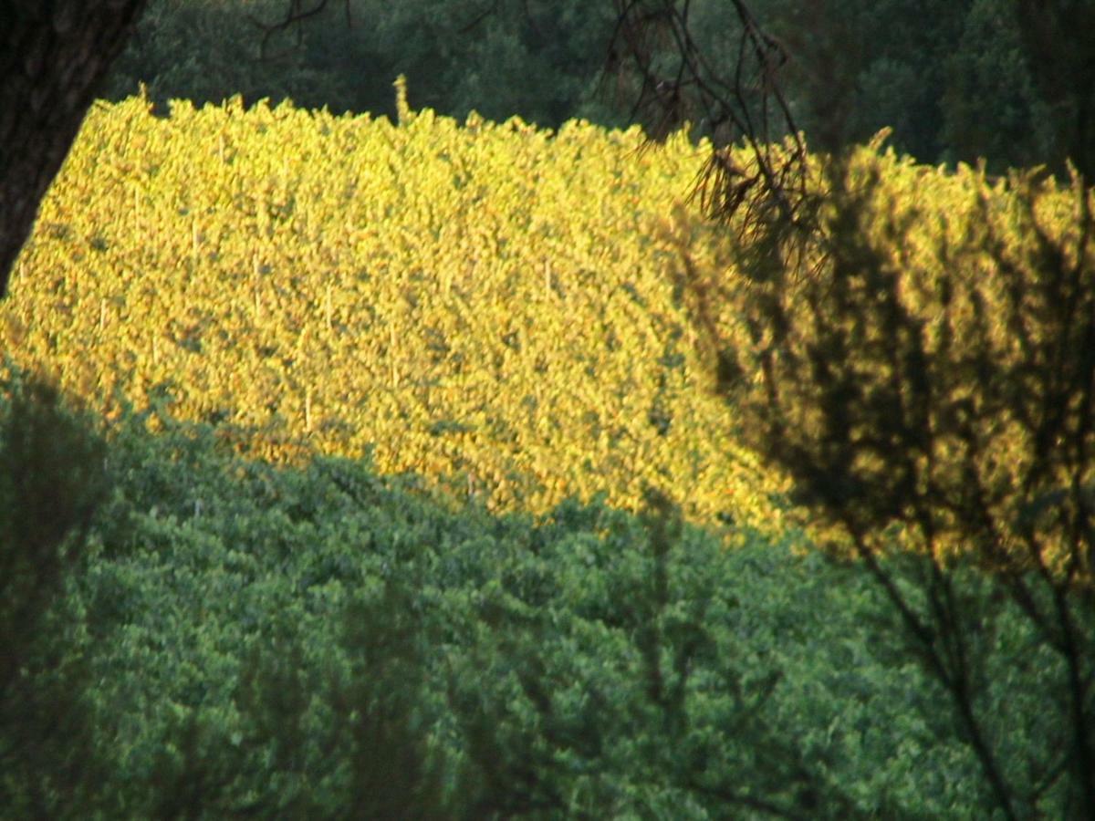 Agriturismo Campo Del Monte Campogialli 외부 사진