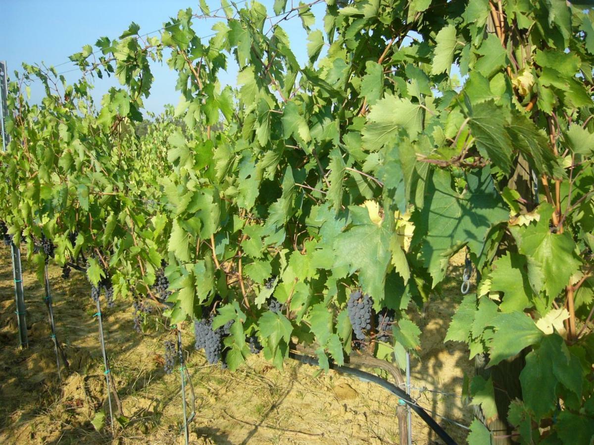 Agriturismo Campo Del Monte Campogialli 외부 사진